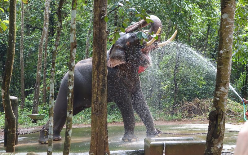 Elephant Traning Center